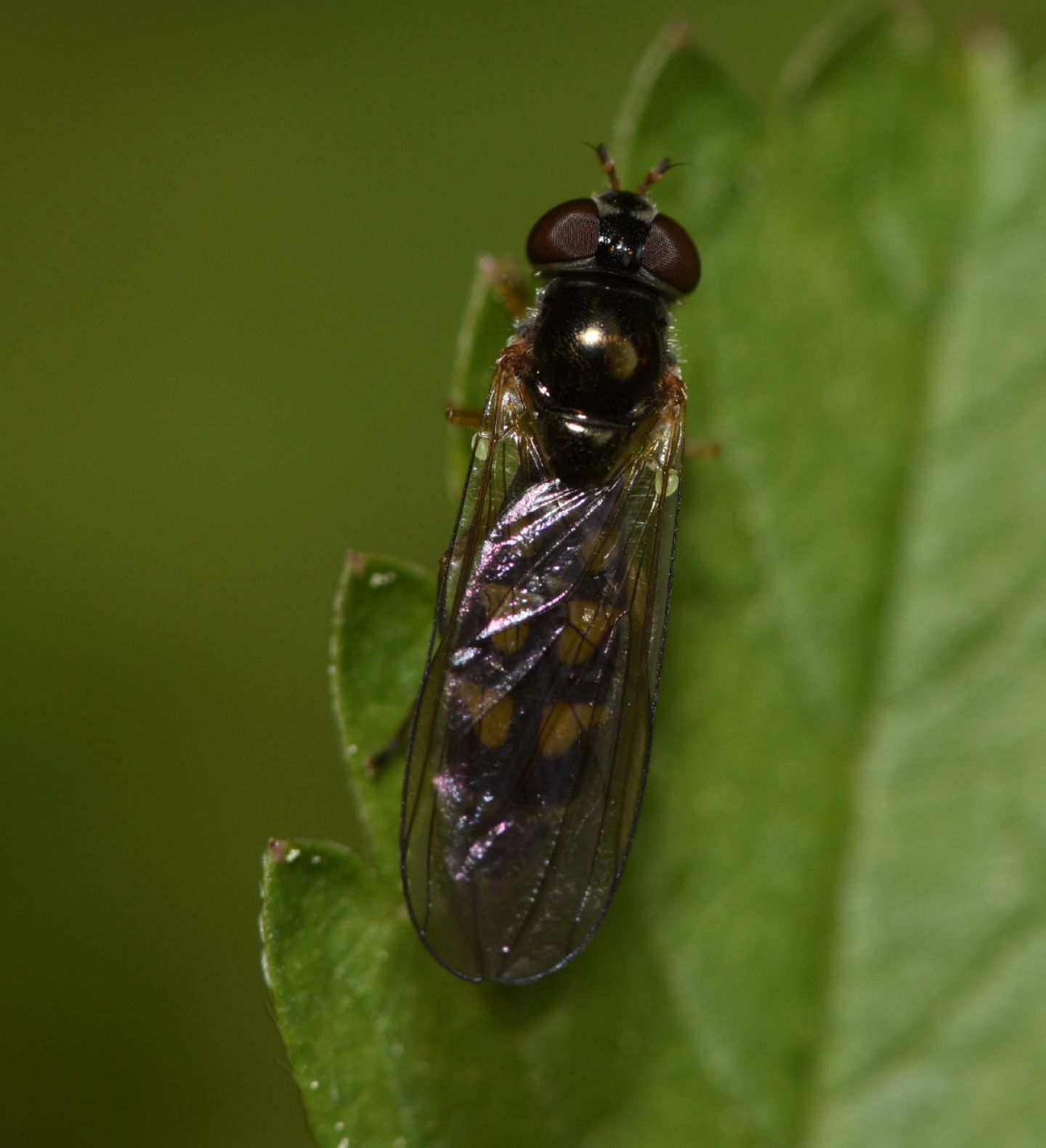 Melanostoma mellinum, femmina (Syrphidae)